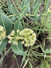 Xysmalobium acerateoides