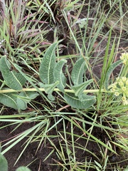 Xysmalobium acerateoides