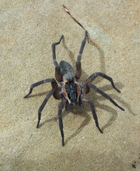 Dolomedes aquaticus