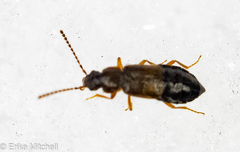 Carcinocephalus flavidus