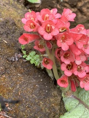 Streptocarpus dunnii