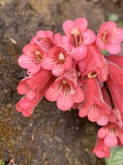 Streptocarpus dunnii