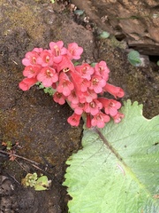 Streptocarpus dunnii