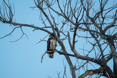Haliaeetus leucocephalus