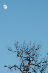 Haliaeetus leucocephalus