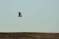 Haliaeetus leucocephalus