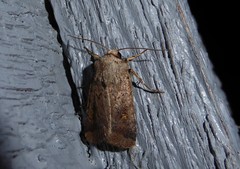 Proteuxoa tetronycha