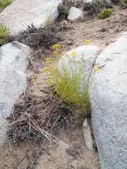 Senecio microphyllus