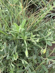 Rhynchosia pauciflora