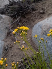 Senecio microphyllus