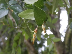 Nothofagus nitida