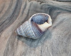 Nassarius perpinguis