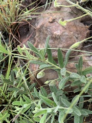 Rhynchosia pauciflora