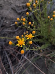Senecio microphyllus