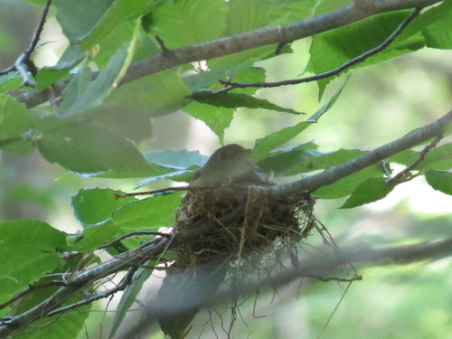 Empidonax virescens