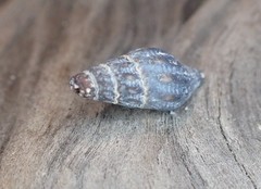 Pseudomelatoma torosa