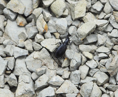 Actenonyx bembidioides