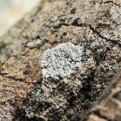 Lecanora cinereofusca