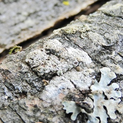 Lecanora cinereofusca