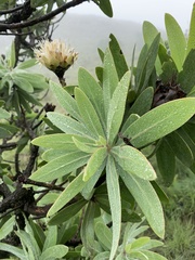 Protea gaguedi