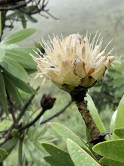 Protea gaguedi