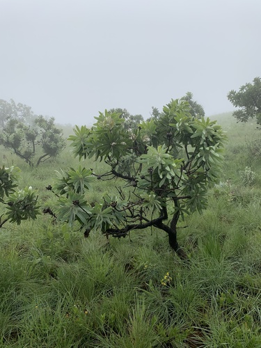 African sugarbush