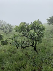 Protea gaguedi