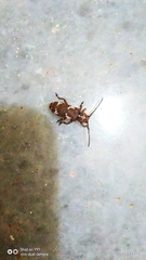 Apomecyna saltator