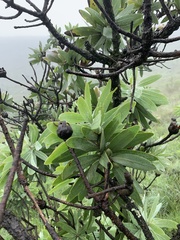 Protea gaguedi