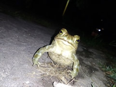 Rhinella arenarum