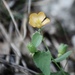 Abutilon fruticosum - Photo (c) Ron Chang (curated by Cat Chang), μερικά δικαιώματα διατηρούνται (CC BY-NC), uploaded by Ron Chang (curated by Cat Chang)