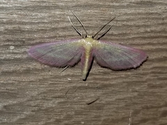 Leptostales laevitaria