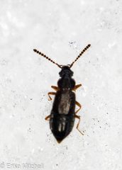 Carcinocephalus flavidus