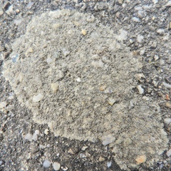 Pyrenodesmia atroalba