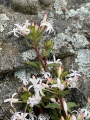 Otiophora cupheoides