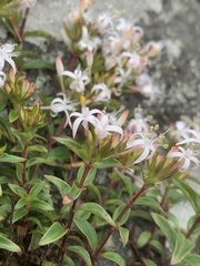 Otiophora cupheoides