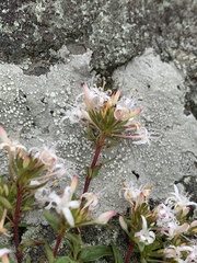 Otiophora cupheoides