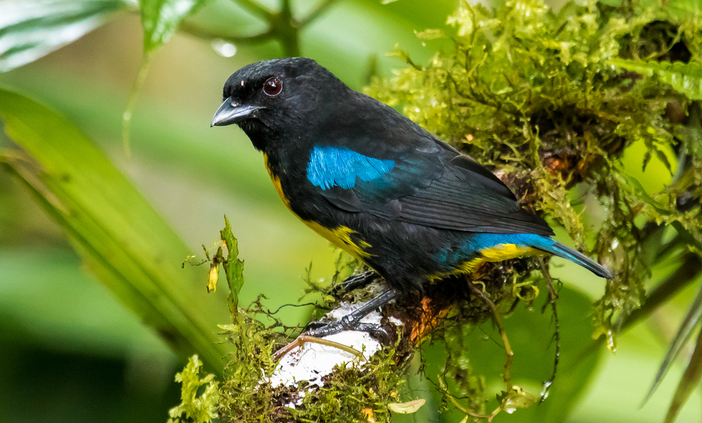 Black-and-gold Tanager photo