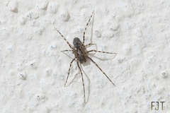 Scytodes