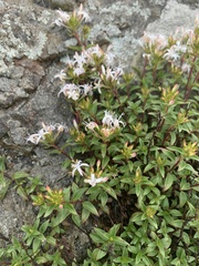 Otiophora cupheoides