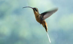 Phaethornis syrmatophorus