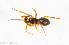 Walckenaeria castanea