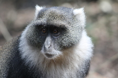 Cercopithecus mitis kolbi