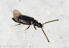 Carcinocephalus flavidus