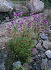 Gomphrena canescens