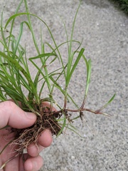 Cyperus brevifolioides