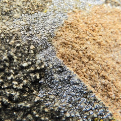 Acarospora americana