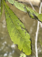 Pterocarya