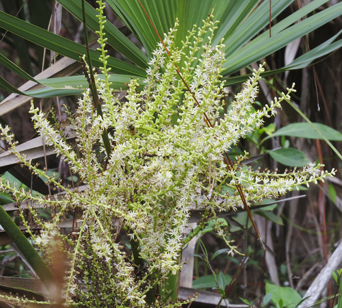 Cabbage palmetto (Sabal palmetto)