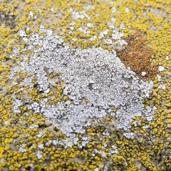 Acarospora americana